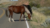 PICTURES/Theodore Roosevelt National Park/t_Horses17.JPG